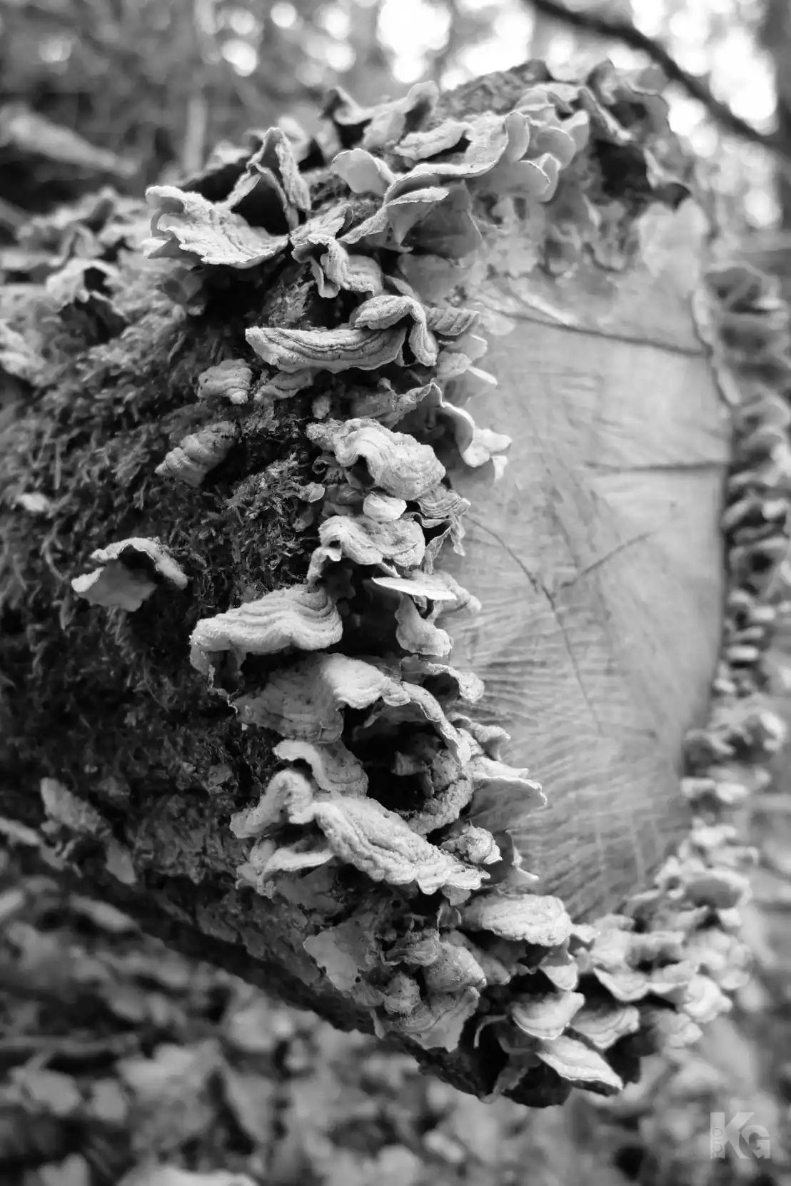 301224 natur al 5