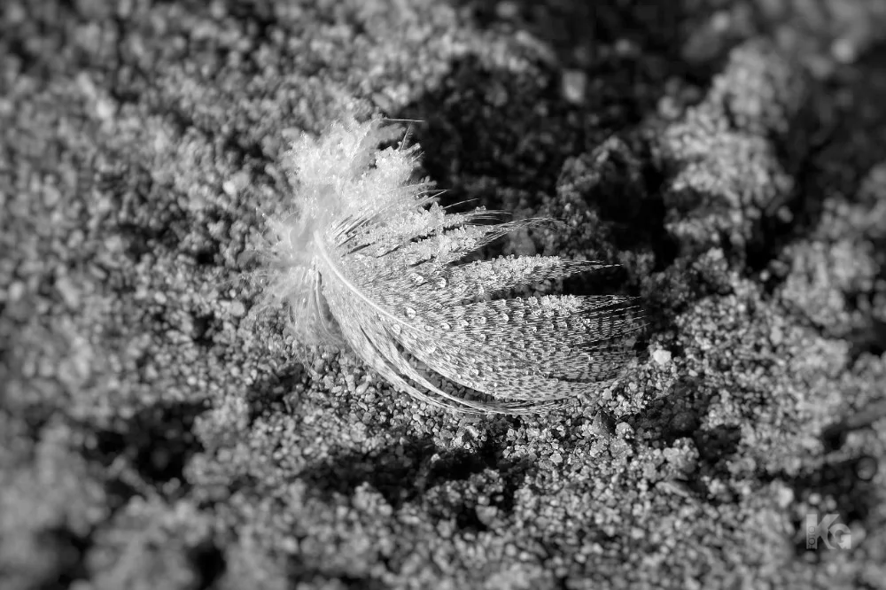 030325 natur 2 al