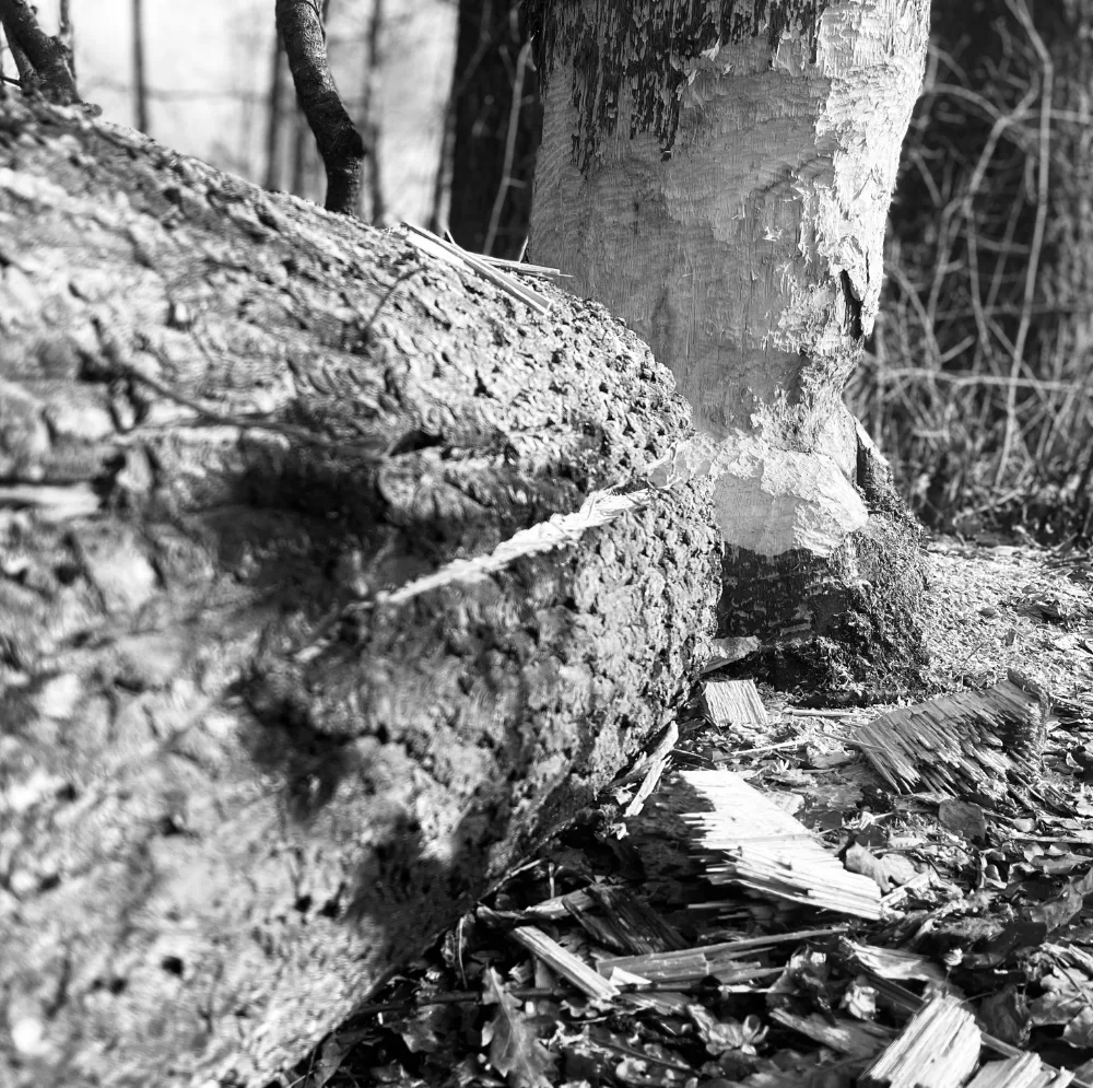 140325 natur 3 bp